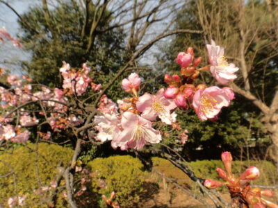 河津桜の一枝の先端に可愛らしい花が咲きました
