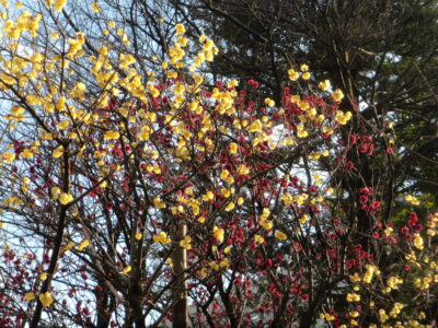 黄色いロウバイの小さな花が沢山咲きました