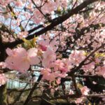 画面いっぱいに河津桜の花で埋め尽くされています