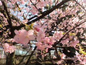 画面いっぱいに河津桜の花で埋め尽くされています