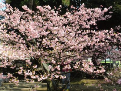 満開の河津桜の全体を写しています