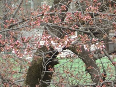 桜の蕾が咲き始めました