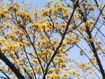 青空の中、枝についたサンシュユの黄色い花房が沢山写っています