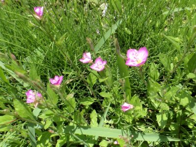 ピンクの小さなアカバナユウゲショウの花が写っています