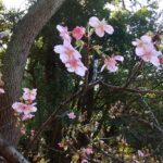 咲き始めた河津桜の花が写っています