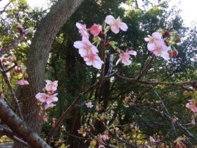 咲き始めた河津桜の花が写っています