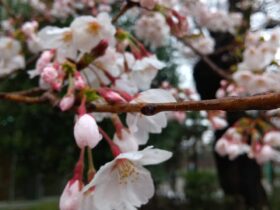 淡いピンクの桜の花と蕾が画面に大きく写っています