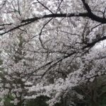 ソメイヨシノの花が沢山写っています