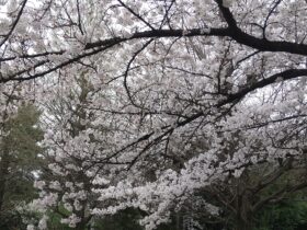 ソメイヨシノの花が沢山写っています