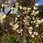 トウジの白い花が写っています