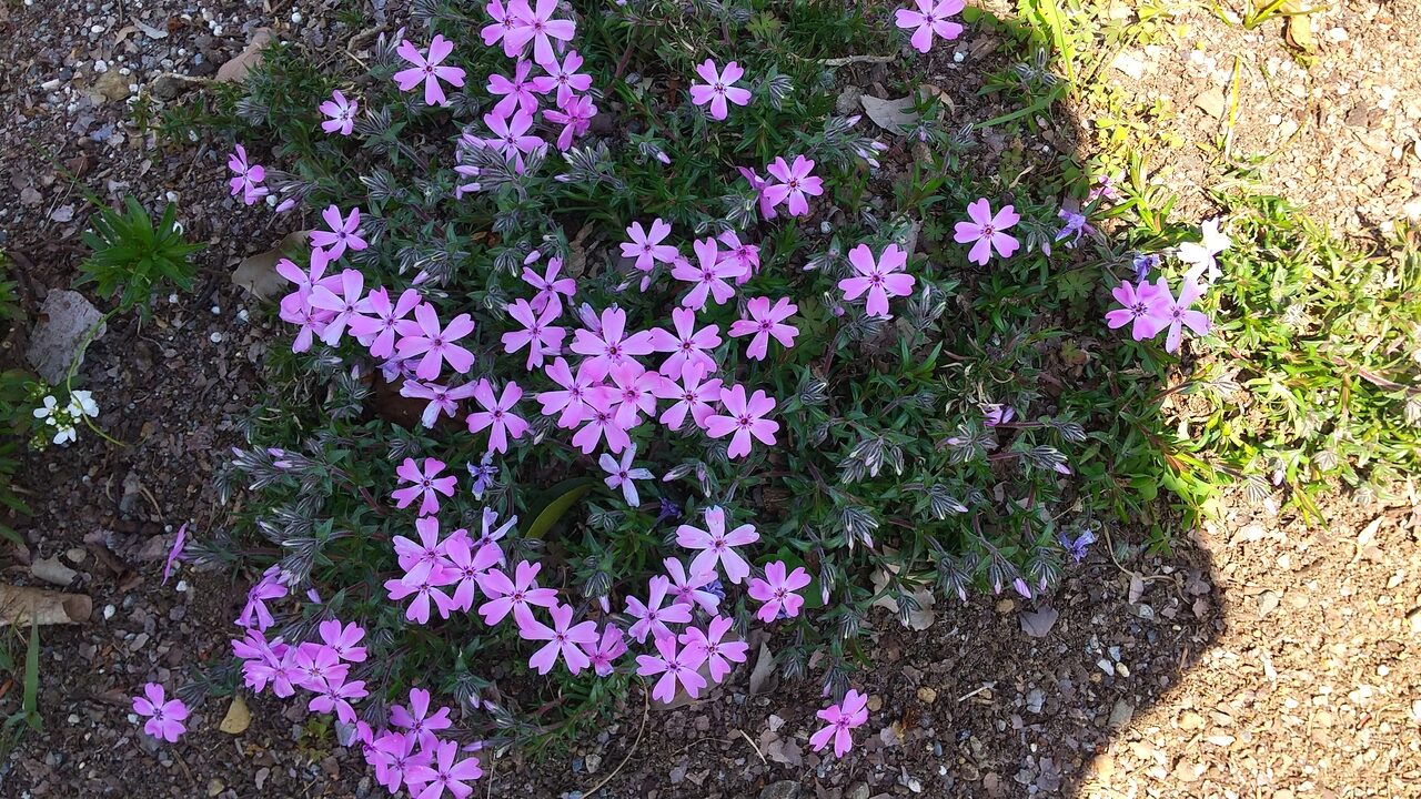 シバザクラの花が写っています