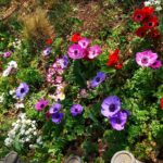 色とりどりのアネモネの花が写っています。
