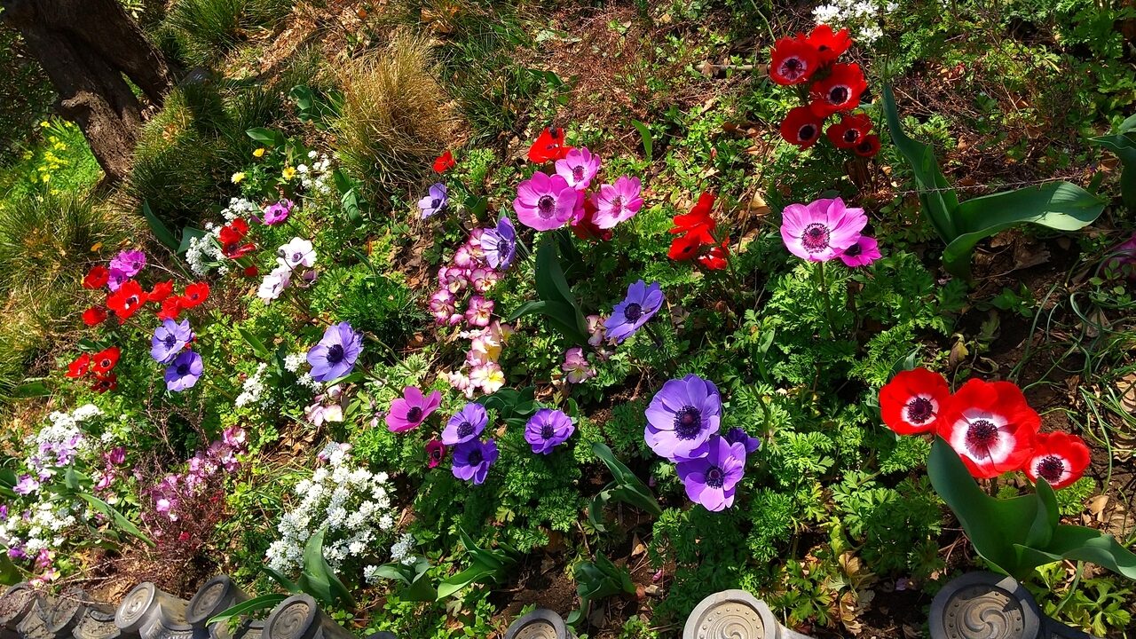 色とりどりのアネモネの花が写っています。