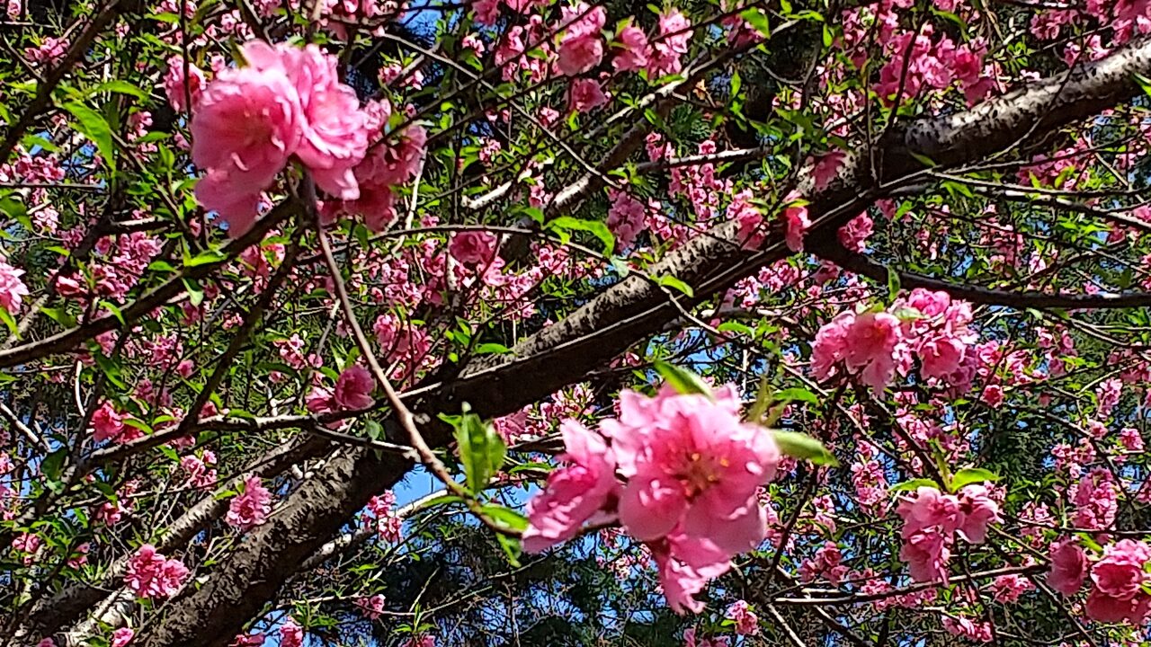 ピンクのハナモモの花が写っています