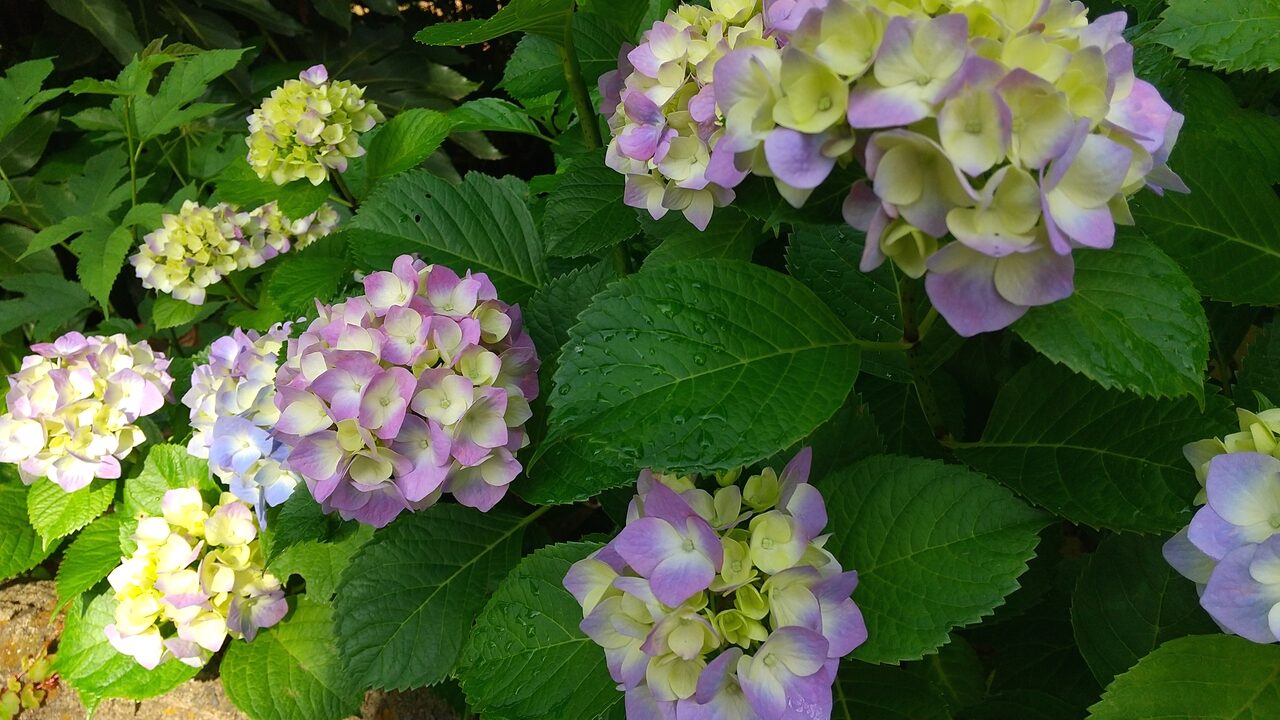 薄紫と黄色のアジサイが写っています