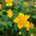 キンシバイの黄色の花が写っています