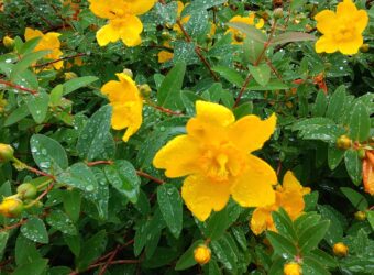 キンシバイの黄色の花が写っています