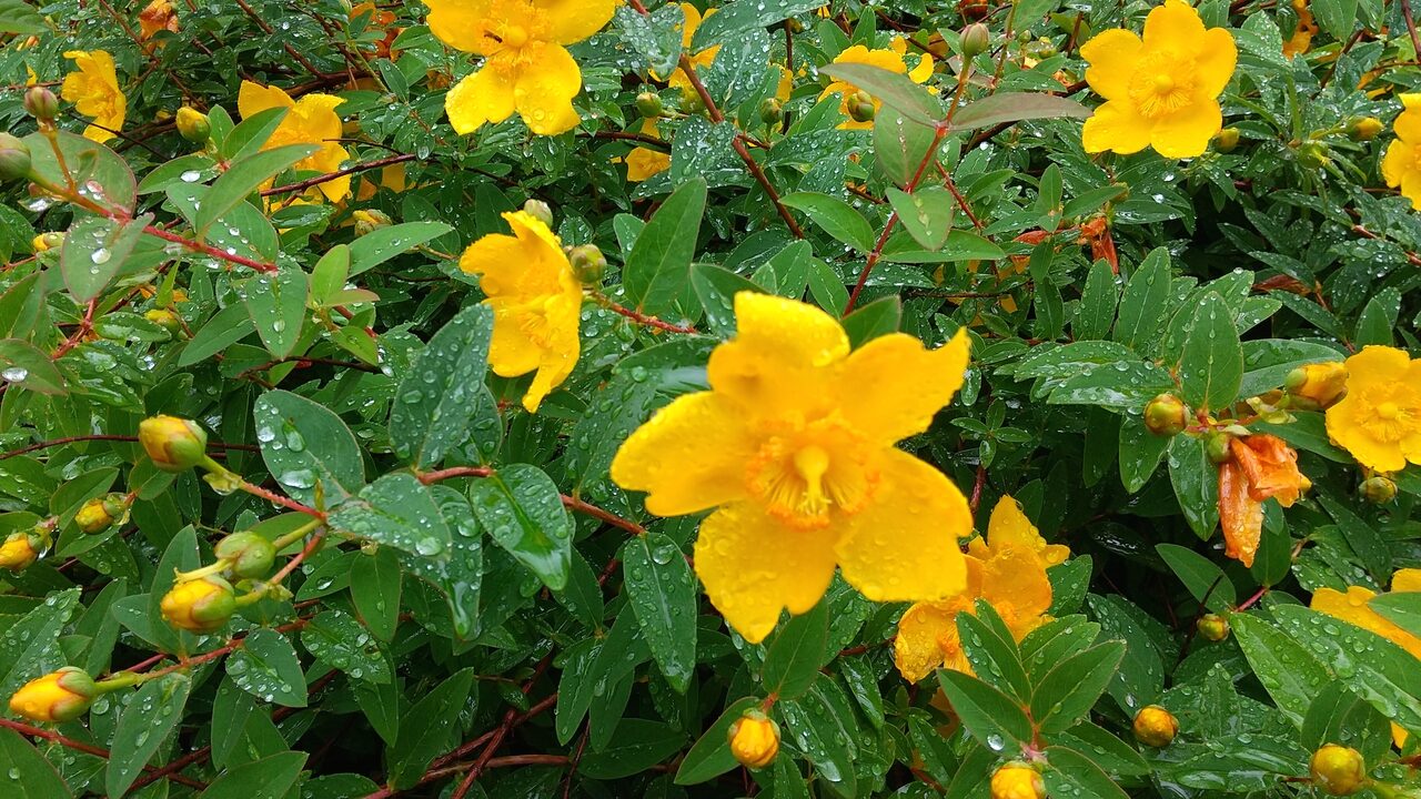 キンシバイの黄色の花が写っています