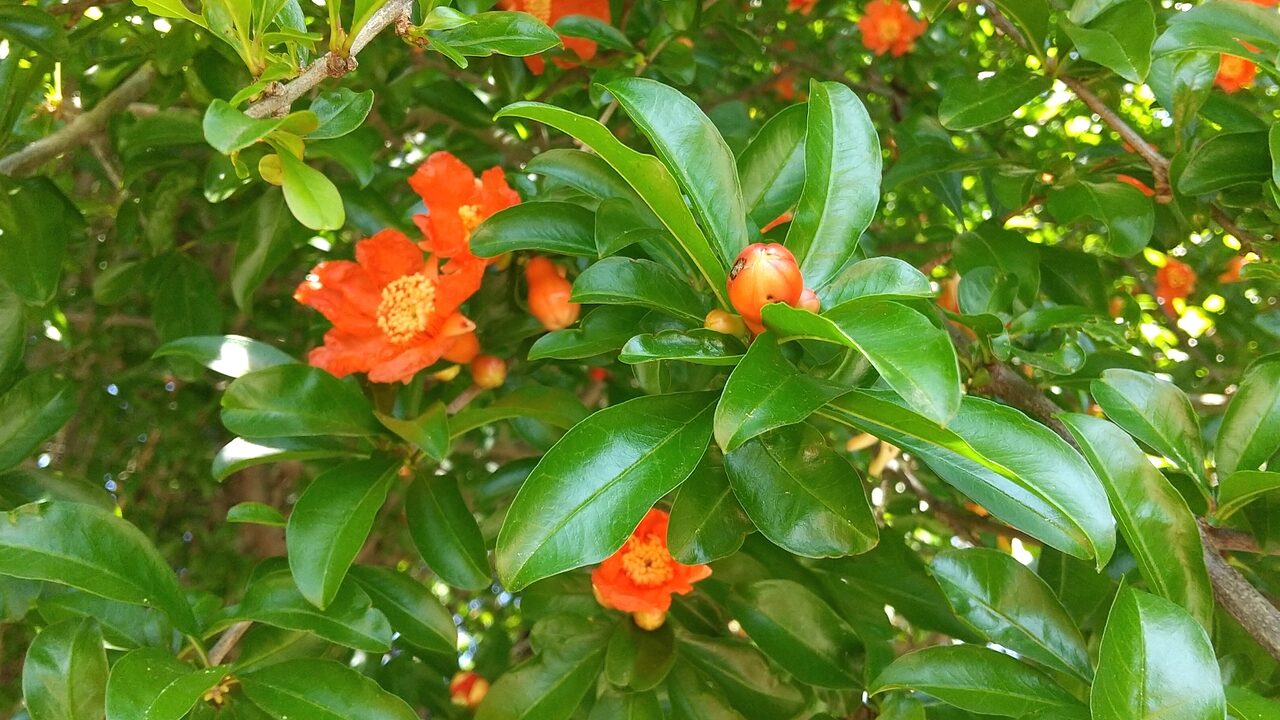 赤いザクロの花が写っています