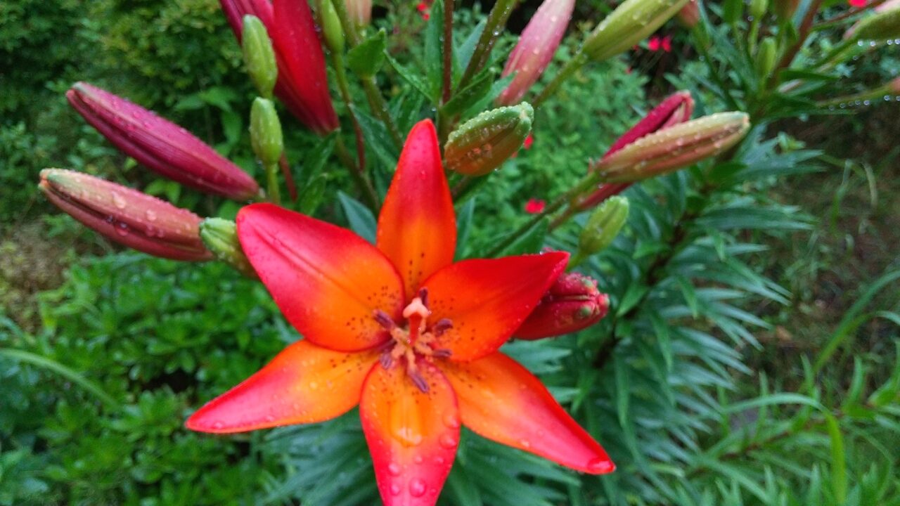 赤いスカシユリの花が写っています