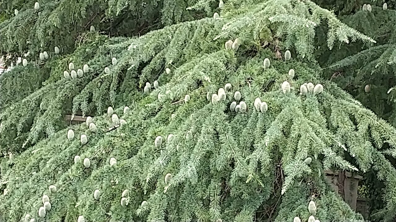 ヒマラヤスギの実が写っています
