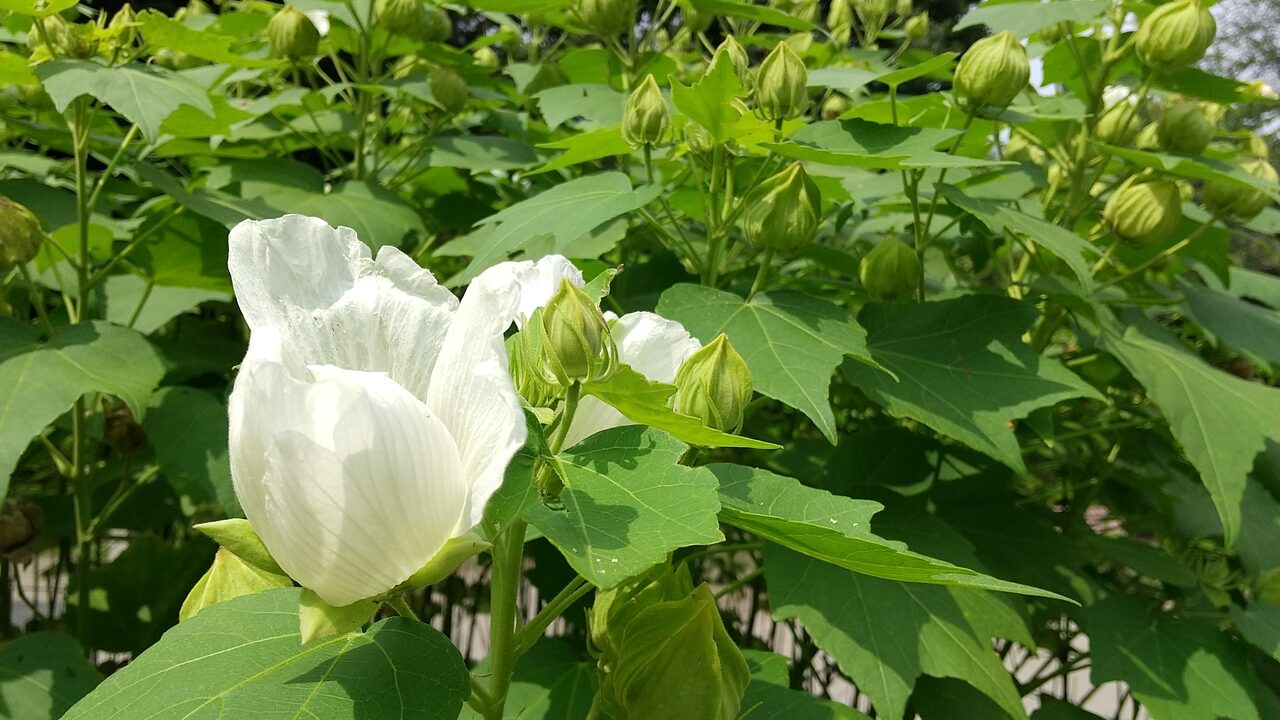 フヨウの白い花が写っています