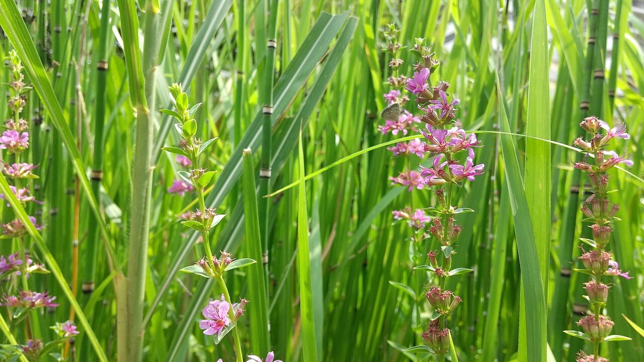 赤紫色のミソハギの花が写っています