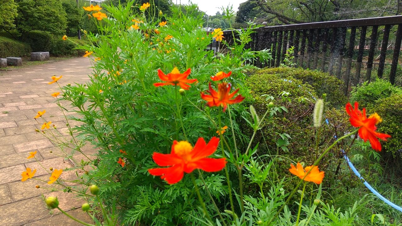 オレンジ色のキバナコスモスの花が写っています