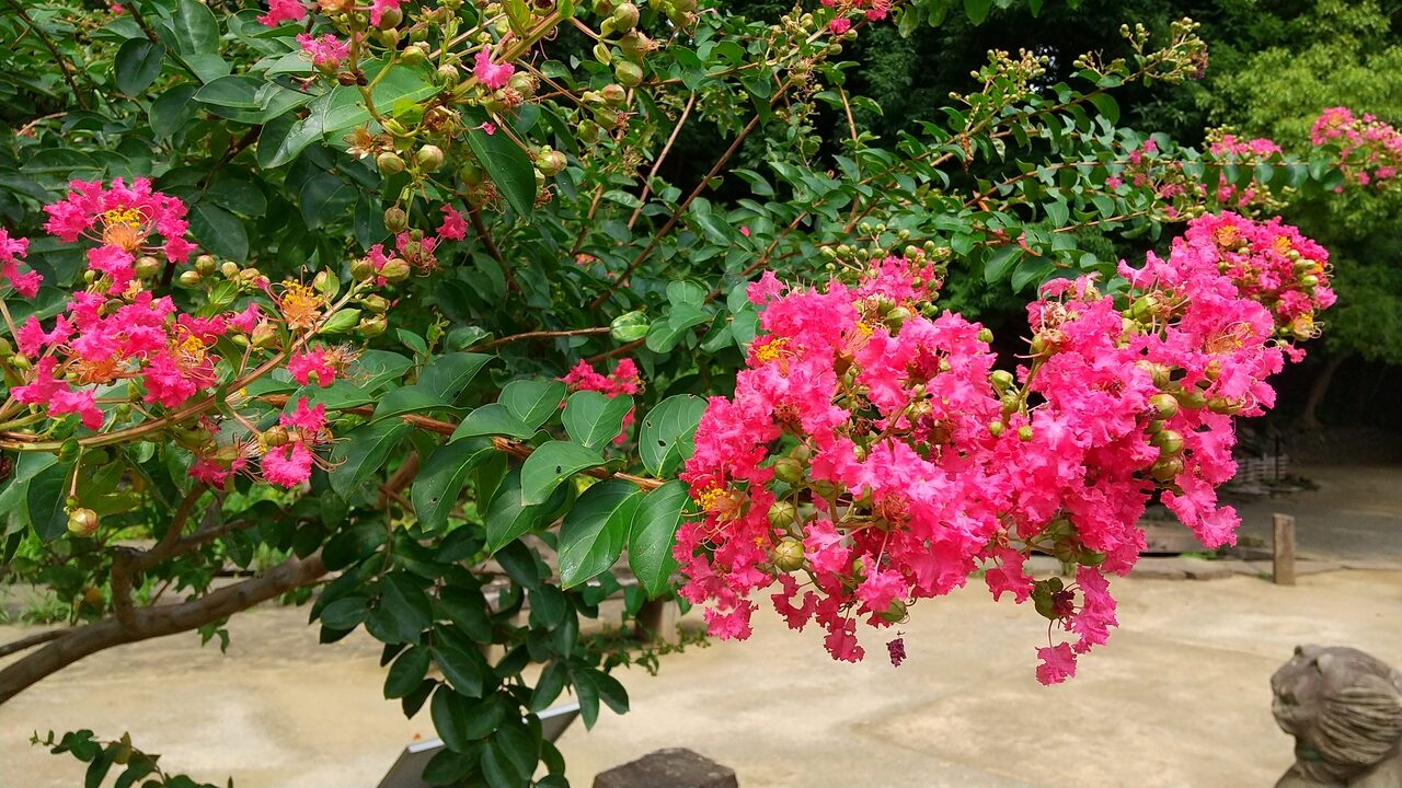赤いサルスベリの花が写っています