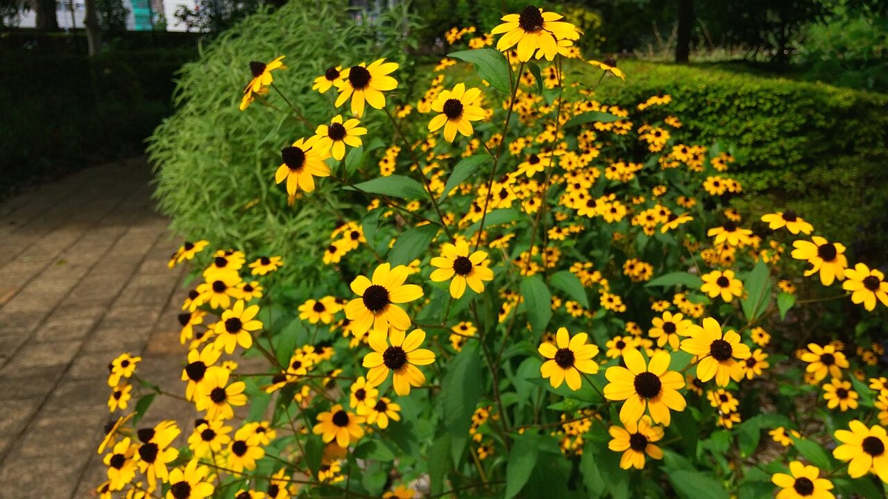 黄色いルドベキアタカオの花が写っています