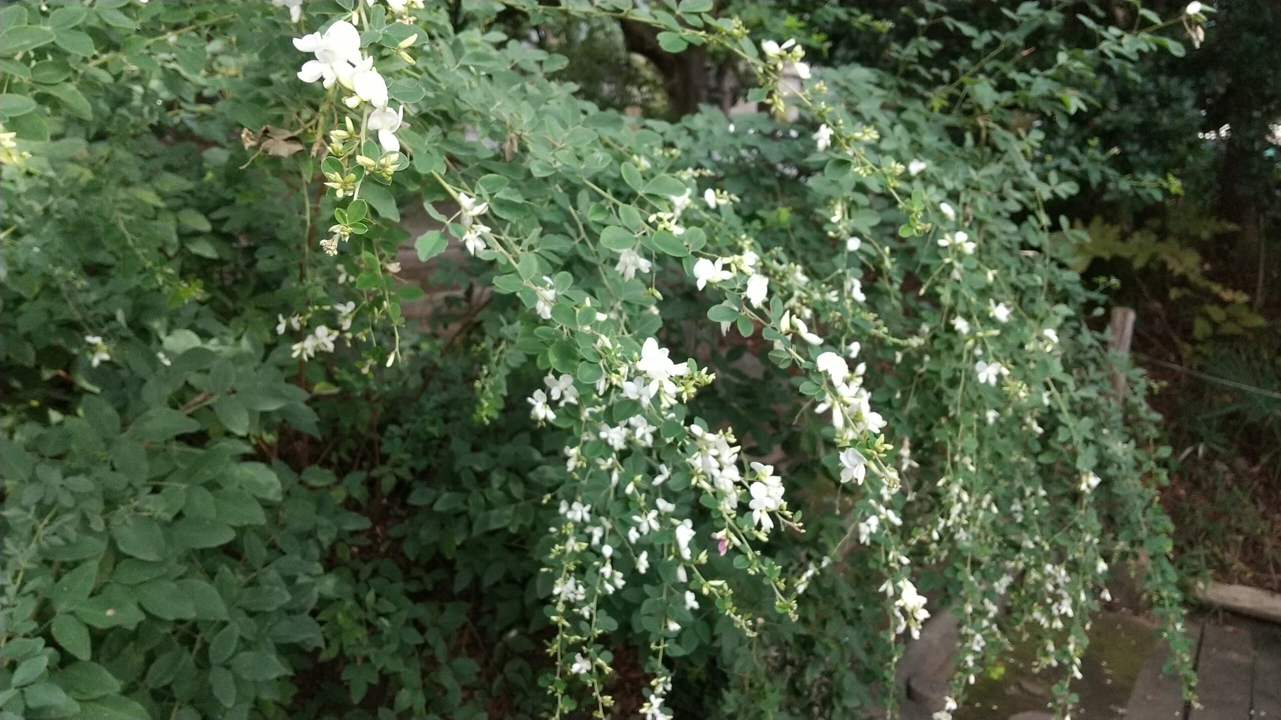シロバナハギの花が写っています。