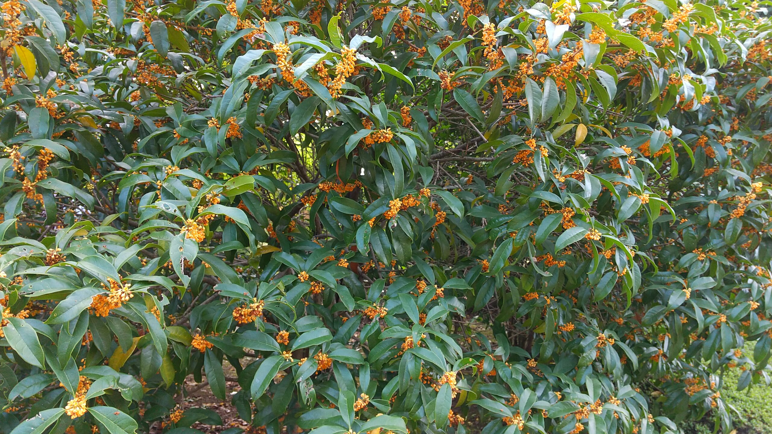 黄色いキンモクセイの花が写っています。