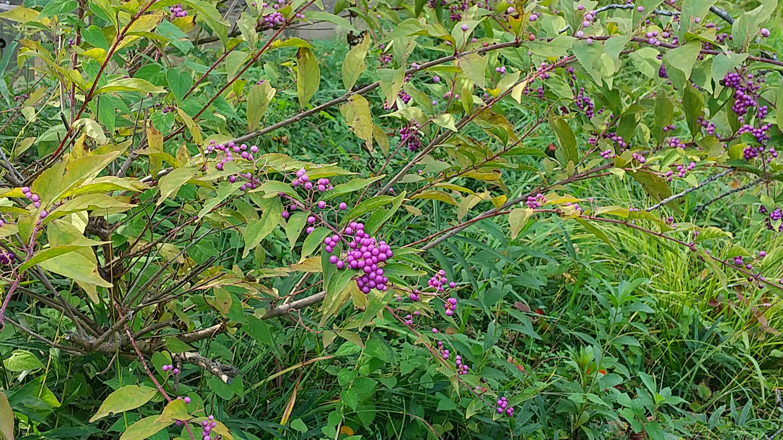 コムラサキの実が写っています。