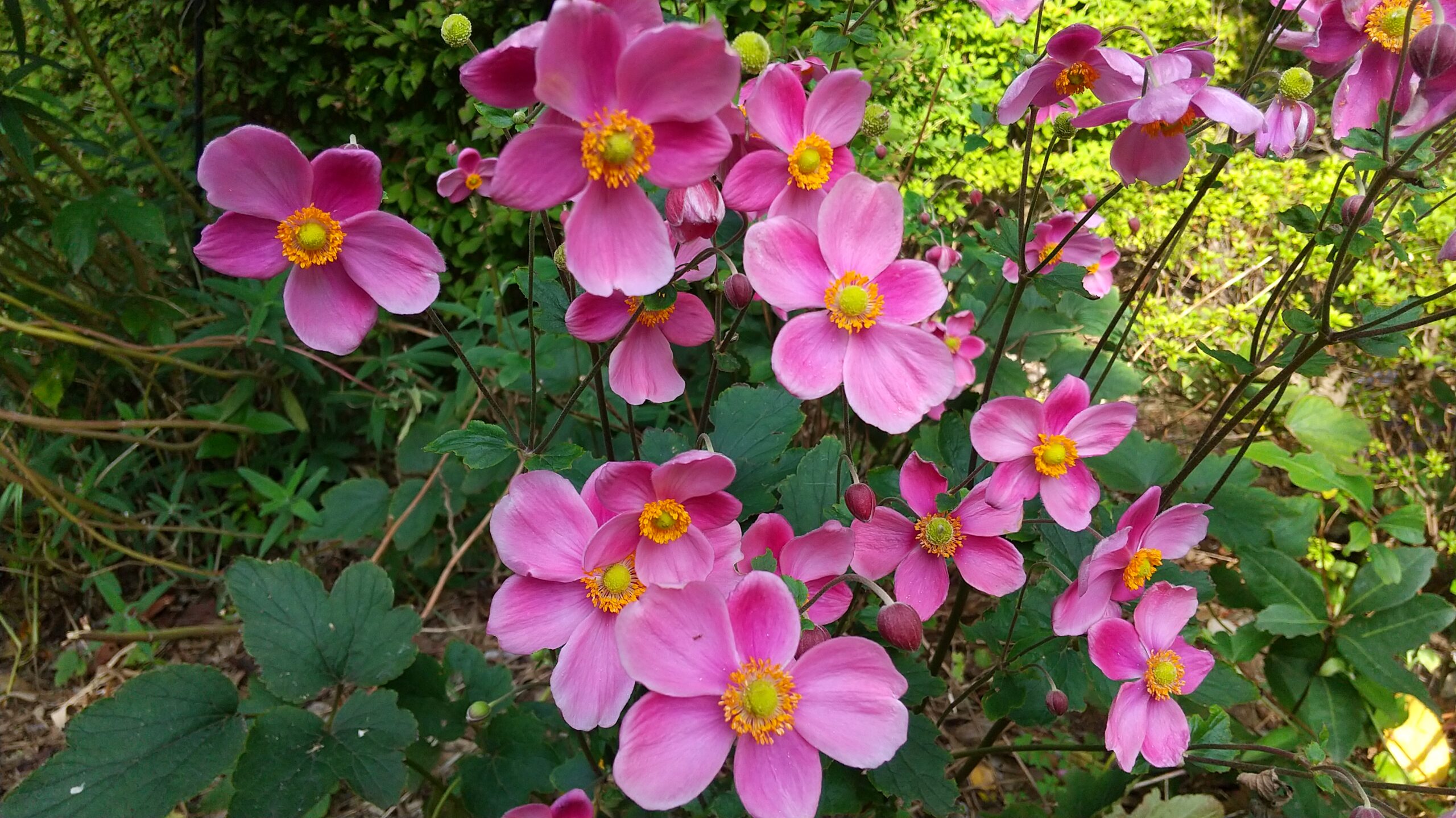 シュウメイギクの花が写っています。
