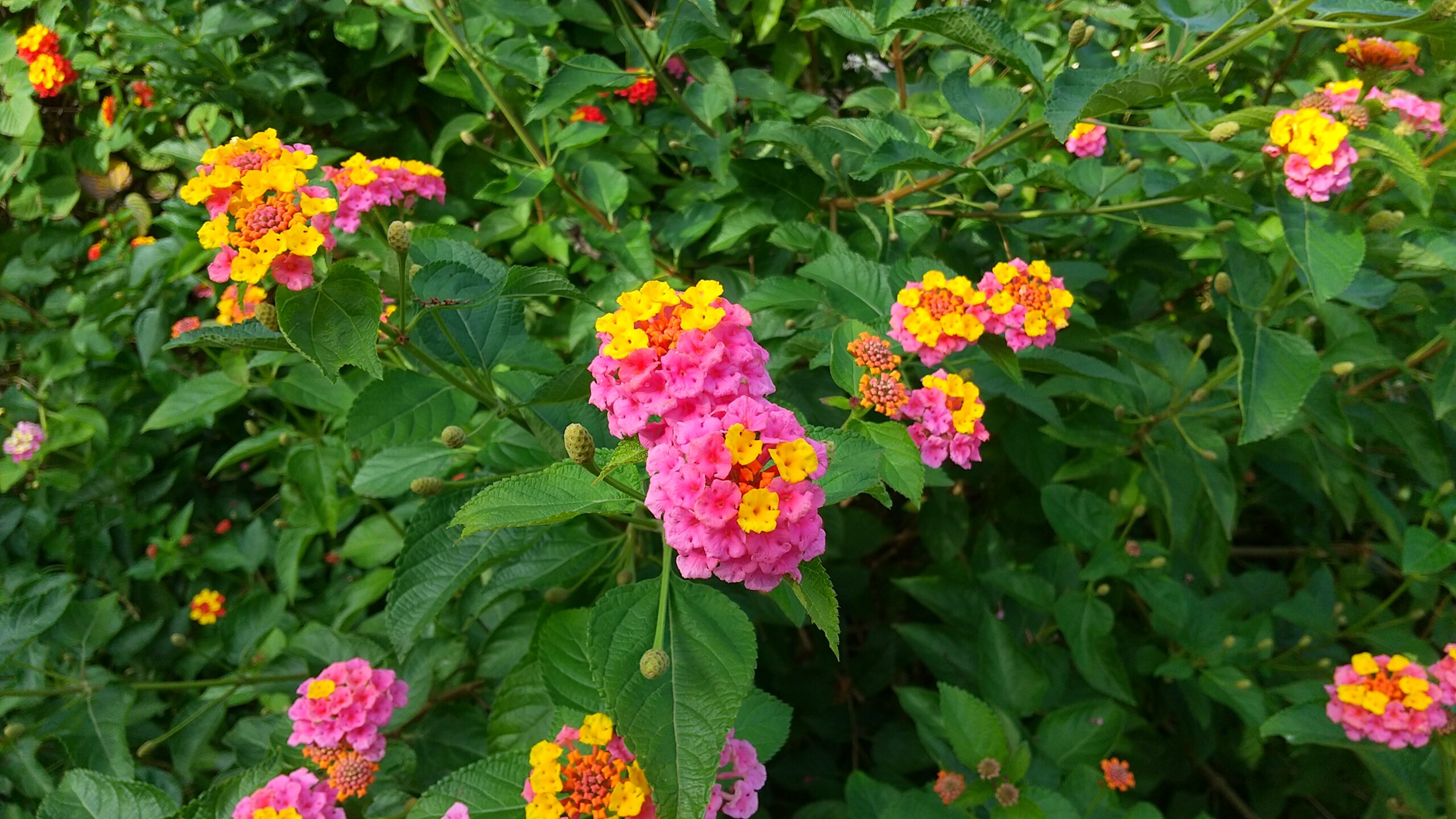 ランタナの花が写っています。