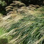 黄金色のススキの穂が写っています。