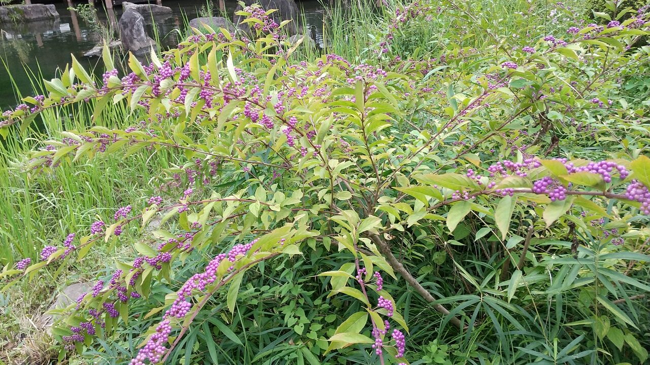コムラサキ